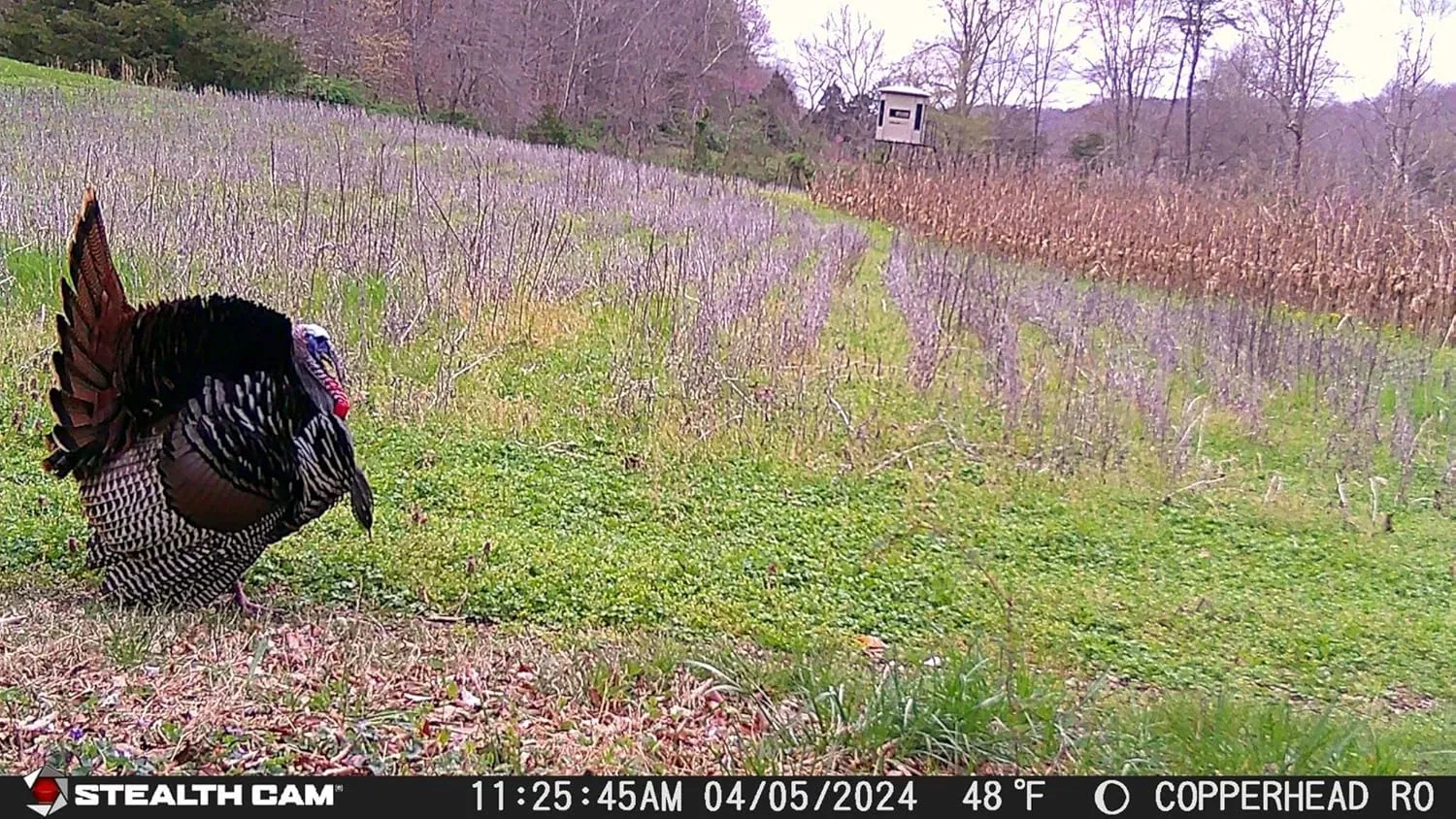 Stealth Cam Connect Max Trail Camera 3 Pack